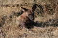 Wild dog 4 